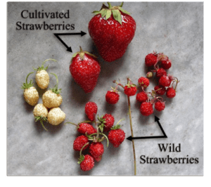 GMO strawberries