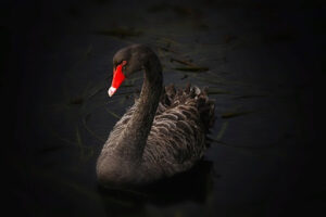 BLACK SWAN EVENT