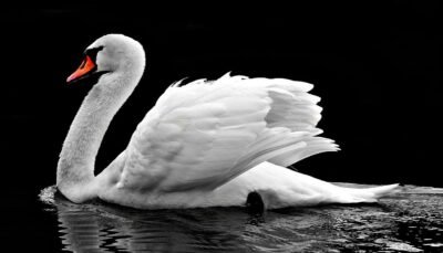 white swan