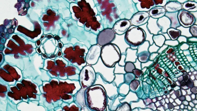 Starving Disease: The Science Of Fasting And Cellular Renewal