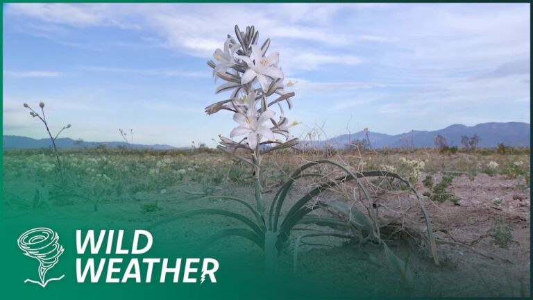 Desert Super Bloom