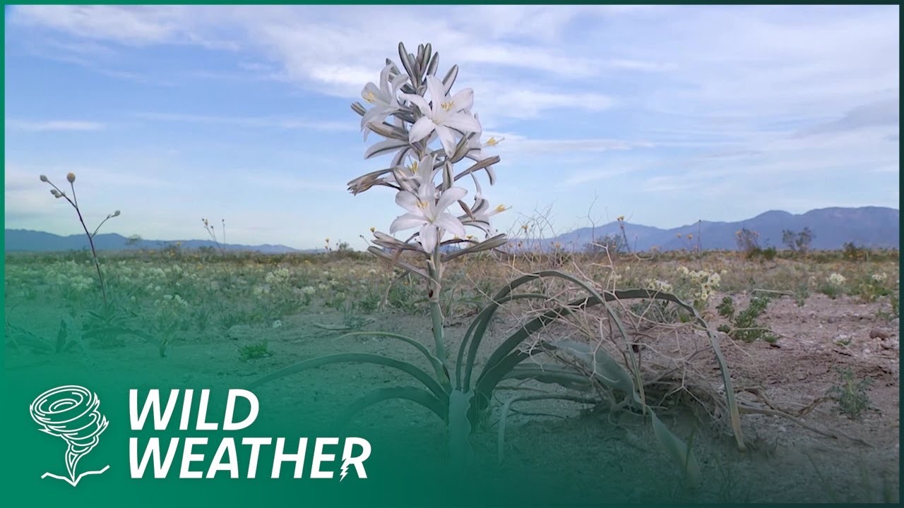 Desert Super Bloom documentary featured in the Great Awakening Report Documentary Library