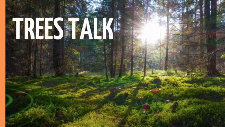 The Hidden Language of Trees documentary featured in the Great Awakening Report Documentary Library