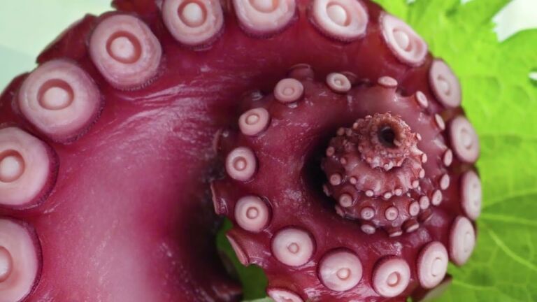 The Spiral Nature's Design documentary featured in the Great Awakening Report Documentary Library
